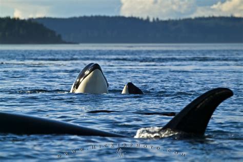 Orca Marine Mammals Photo Information