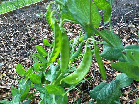 Snap Peas From The Gardenorganic And Home Grownnothing Better