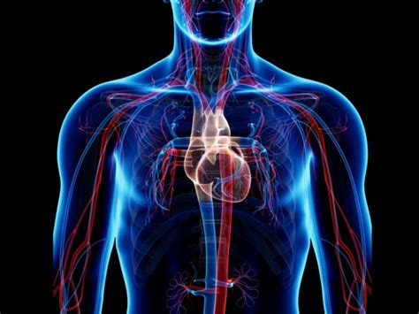 7 Tips For Understanding How Does The Circulatory System Work Digitranic