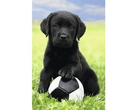The best western walworth castle hotel near darlington offers all the peace and quiet that comes with staying in the countryside, with none of the isolation. Poster Dog - Labrador Football 61x91,5 cm bei HORNBACH kaufen