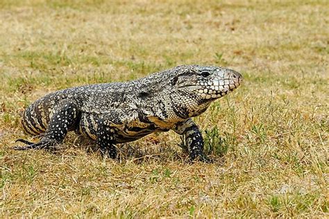 Types Of Monitor Lizards
