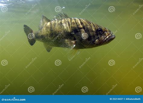 Largemouth Bass Fish Stock Image Image Of Florida Micropterus 25314437