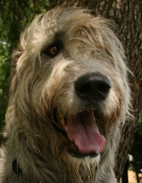 683 Best Wolfhound And Friends Images On Pinterest Irish