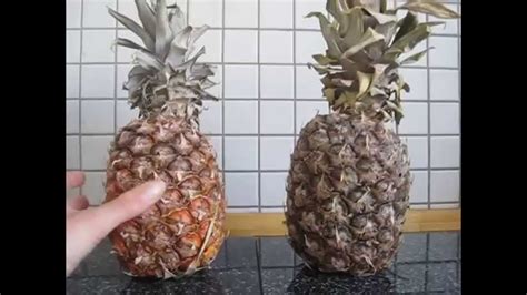 Wann kann ich die kakis ernten? Das Pokern mit der Ananas - Wann ist sie reif?! Reife ...