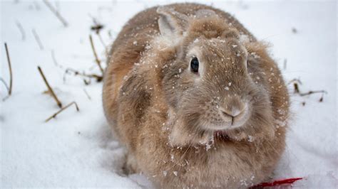 Caring For Rabbits In Cold Weather Everbreed