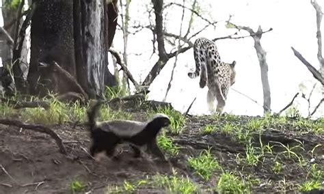 Mother Honey Badger Fearlessly Defends Baby From Leopard