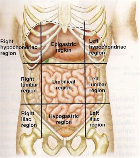 Human Anatomy Abdomen Stomach Pics Human Anatomy Human Anatomy