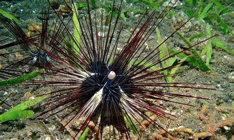 Porcupine Sea Urchin Diadema Setosum Echinoderms
