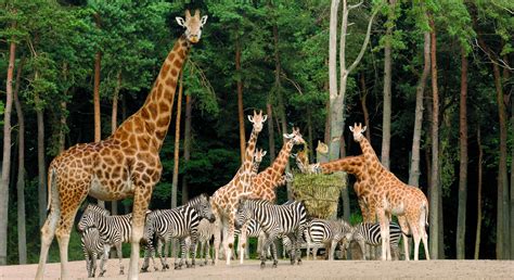 A zoo (short for zoological garden; De geheimtaal van savannedieren | Burgers' Zoo in Arnhem