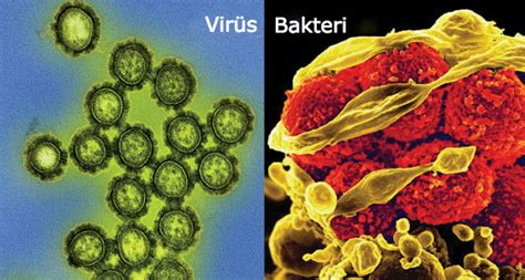 Influenza is commonly called the flu, but it's not the same as stomach flu viruses that cause diarrhea and vomiting. Bakteri ve Virüs Arasında Ne Fark Vardır?