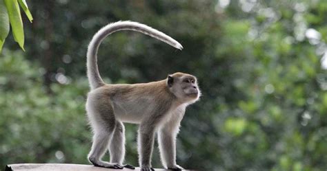 Mengenal Primata Monyet Ekor Panjang Macaca Fascicularis