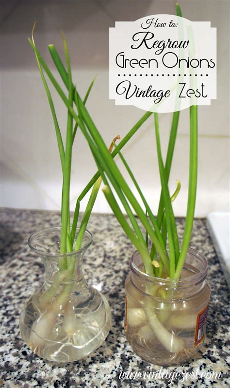 How do you grow onions indoors? How to Regrow Green Onions! ~ Diane's Vintage Zest!