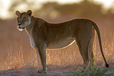 Beautiful Lioness In Her Natural Habitat Feline Facts And Information