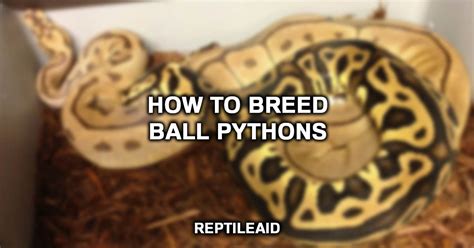 How To Breed Ball Pythons Easy Guide