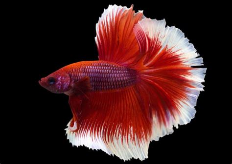 Rosetail Betta Complete Care Guide A New Variety Of Betta