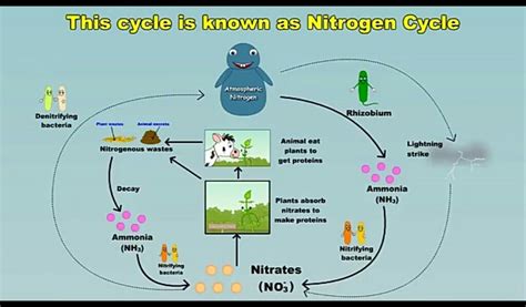 Nitrogen Cycle Process Steps With Diagrams Explained
