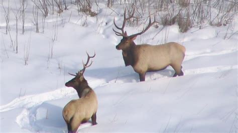 See An Elk In Minnesota Let Wildlife Officials Know Rocky Mountain