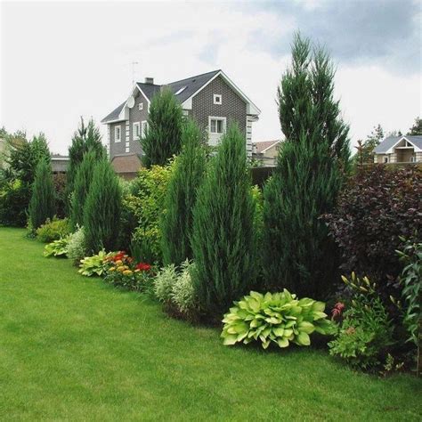 Simple Landscaping Trees For Privacy For Small Room Home Decorating Ideas