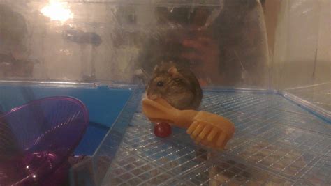 Russian Dwarf Hamster The Basics To Happyness