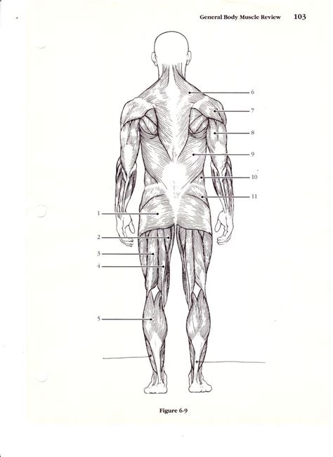 This is a table of skeletal muscles of the human anatomy. Blank Human Body Diagram . Blank Human Body Diagram 41 Fresh Human Body Muscle Chart Body Pictur ...