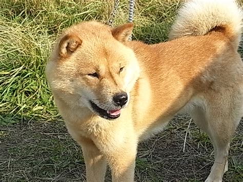 Manage your video collection and share your thoughts. かわいいペットの写真: 北海道犬 - GP05