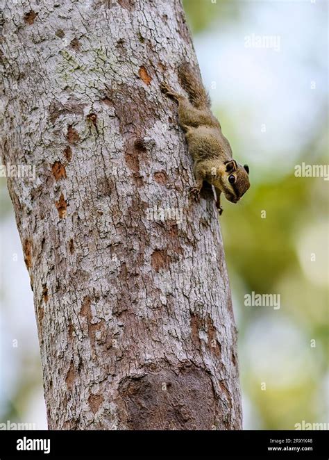 Black Eared Pygmy Squirrel Nannosciurus Melanotis From Tanjung Puting