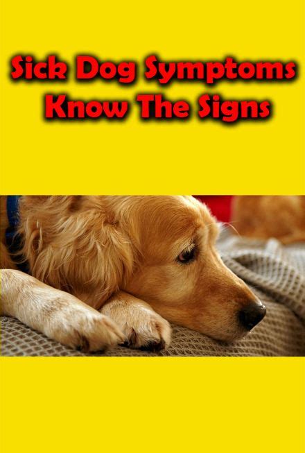 Our cat symptom checker is a good place to get started identifying what could be wrong with your cat, but always contact your veterinarian for. Sick Dog Symptoms - Know The Signs - Cat lovers in 2020 ...