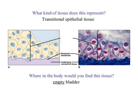 Ex 6a Epithelialtissues