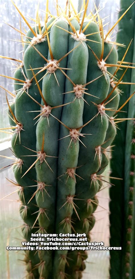 Notocactus werdermannianus is easy to grow. Trichocereus werdermannianus / Echinopsis werdermanniana