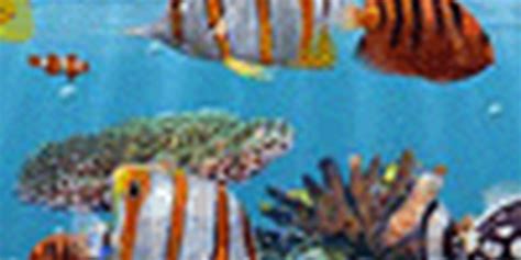Baixar 3d Fish School Screensaver Grátis Download