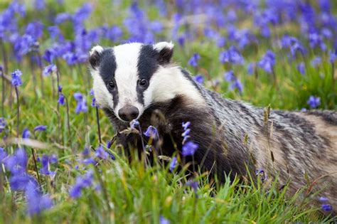 Badger Behavior Inside The Cull Zone