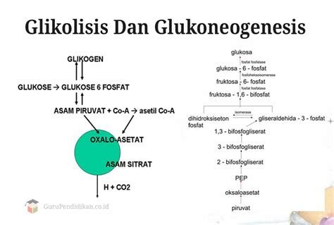 Glikogenesis Glikogenolisis Dan Glukoneogenesis Siswapedia Riset