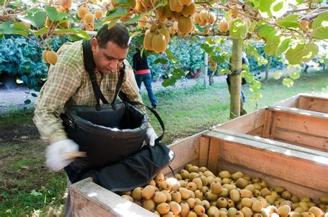 …a 'kiwi' is of chinese origin, but grows throughout new zealand. Kiwifruit picking begins in NZ
