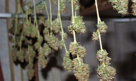 Möchten sie ihr cannabis ernten, wenn die hälfte der trichome bernsteinfarben sind, dann hören sie mit dem düngen auf, sobald das harz diese farbe annimmt, und spülen sie die wurzeln. Dutch-Headshop Blog - Wie und wann Cannabis ernten?