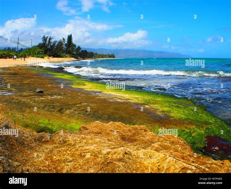 Laniakea Beach Oahu Hawaii Stock Photo Alamy