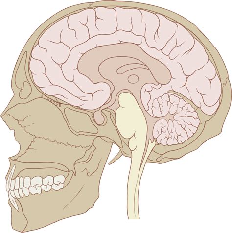Fileskull And Brain Sagittalsvg Wikimedia Commons