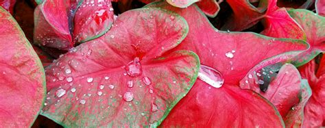 Having a compact, upright growth habit, and very suited for producing license availability: 4 Colorful Caladiums That Thrive In The Florida Landscape