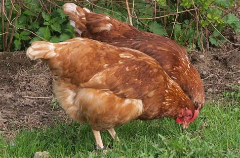 A chicken and egg situation , sometimes rendered as a chicken and egg problem , is an idiom with roots in ancient times. How often do chickens lay eggs?