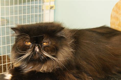 There would have been a time for such a word. Persian Cats For Adoption Near Me - Animal Friends