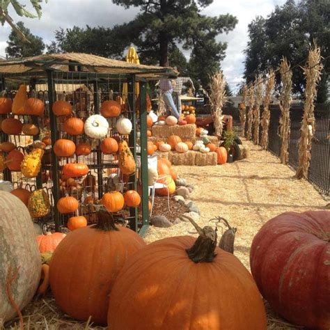 These 11 Charming Pumpkin Patches In Arizona Are Picture Perfect For A Fall Day Pumpkin Patch