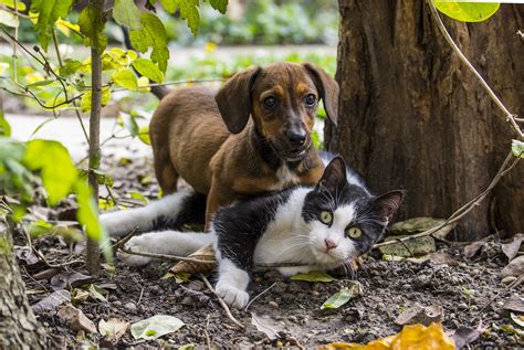 Dog And Cat Neighbors Become Best Friends The Barking Blog