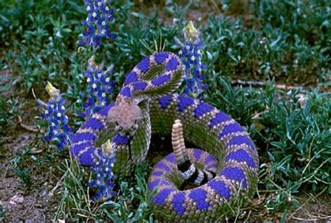 Texas Cryptid Hunter Western Diamondback And Bluebonnet Rattlesnakes