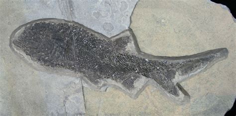 72 Permian Aged Fish Fossil Paramblypterus 6531 For Sale