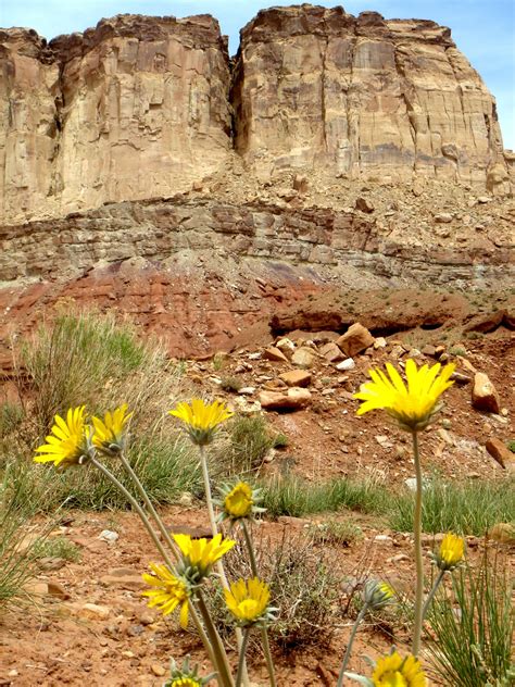 Take A Look At Utah Desert Wildflowers And Learn Them All