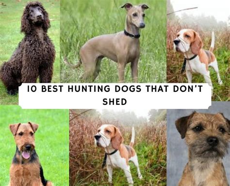 The Best Dog Breeds For Shed Hunting Fight For Rhinos