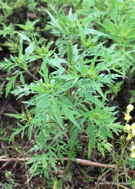 The most widespread ragweeds in the united states are the common ragweed. Common ragweed - Cooperative Extension: Maine Wild ...
