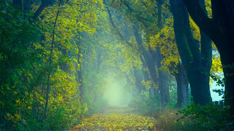 Wallpaper Autumn Path Fog Foliage Blur Forest Hd Widescreen