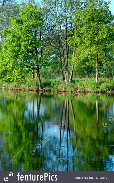Nature Landscapes Reflection Of Trees In The Water