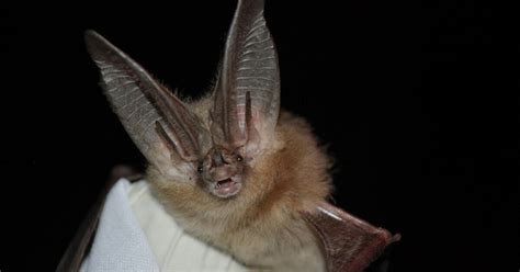 Help On The Way For Big Eared Bats Redefine Kcet