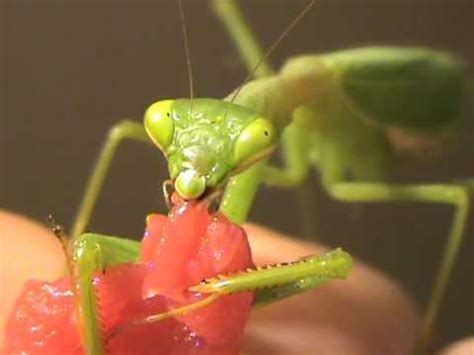 Here you find a list where you can buy them and where you should watch although insects can regenerate limbs, this does not qualify for all limbs and for all nymphal stages. Pet praying mantis eating fillet steak - YouTube